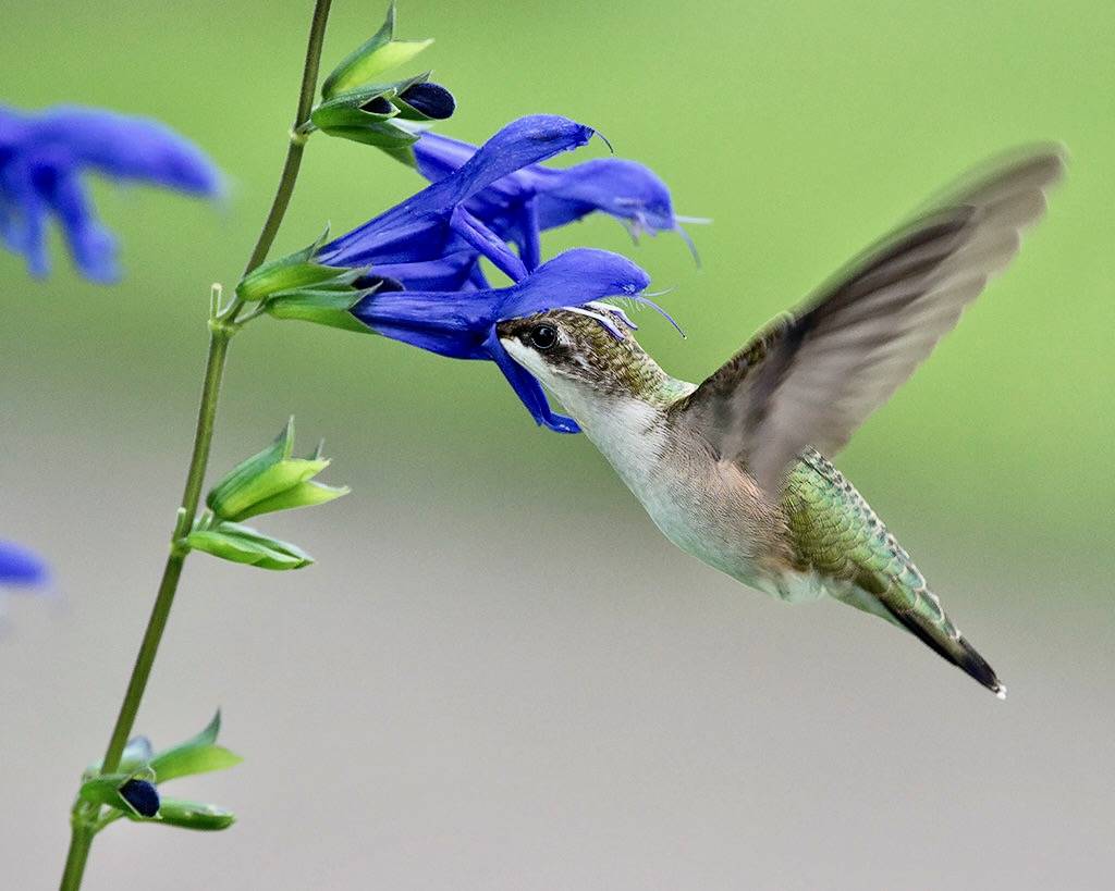 Salvia guaranitica IMGP3410a by BudOhio is licensed under CC BY-NC-ND 2.0